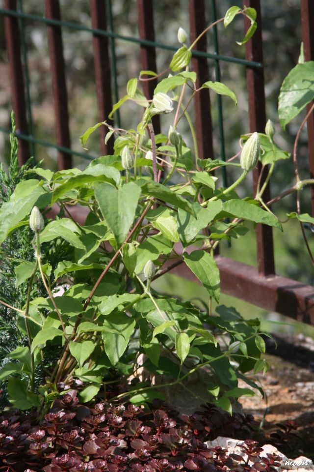 klematis